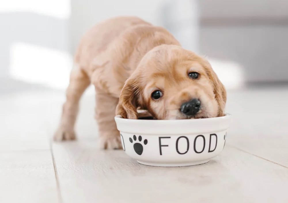 Почему важно покупать корм и аксессуары только в специализированных зоомагазинах