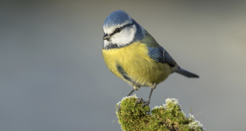 Що ми знаємо про синичку: цікаві факти для дітей та дорослих